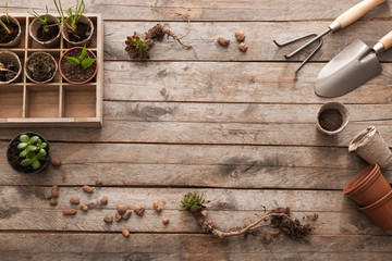 Composition with gardening tools and plants on wooden background