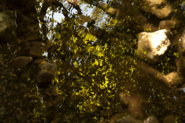 reflections in the water
