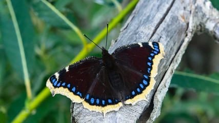 Mourning cloak, Camberwell Beauty or Nymphalis antiopa close-up, selective focus, shallow DOF