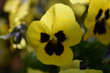 Blühende Stiefmütterchen