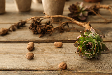 Succulent prepared for replanting on wooden table