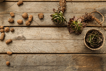 Succulents prepared for replanting on wooden table