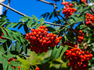 Mountain ash, Rowan or Sorbus tree with ripe berries, macro, selective focus, shallow DOF