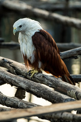 Red-backed sea-eagle