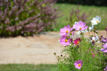 Schmuckkörbchen Kosmea Cosmea