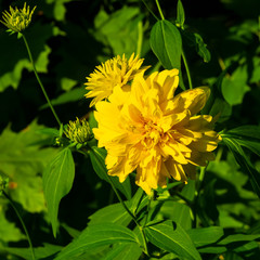 Decorative Goldenglow Cutleaf Coneflower or Rudbeckia laciniata close-up at flowerbed, selective focus, shallow DOF