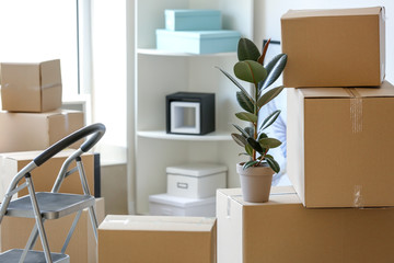 Moving boxes with plant in room