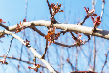 Spring branch with open buds close-up