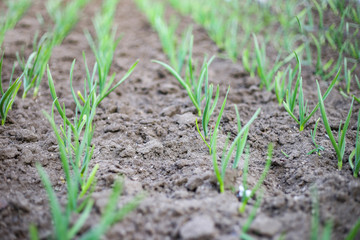 Close up of rows of sown onions plants growing in the clay soil of a horticulturist. Field with green onions