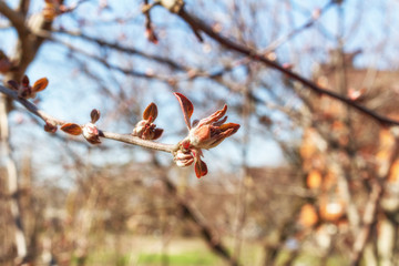 Spring branch with open buds close-up