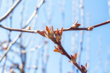 Spring branch with open buds close-up