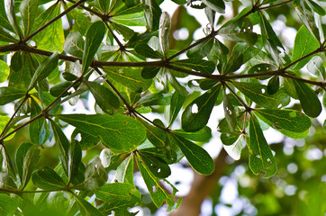 leaves on a green background