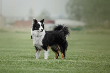 Border collie dog playing at dog-frisbee