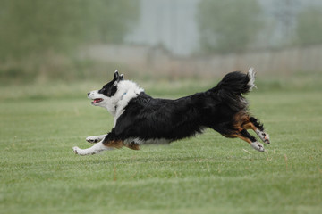 Border collie dog playing at dog-frisbee