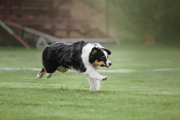 The Australian Shepherd dog catches a flying disc