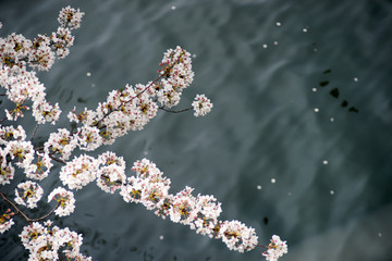 川面と桜