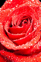 Single beautiful red rose with raindrops over black background