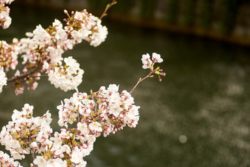 川沿いの桜
