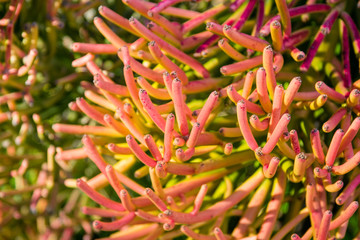 Red pencil tree (euphorbia tirucalli) orange leaves - closeup background image