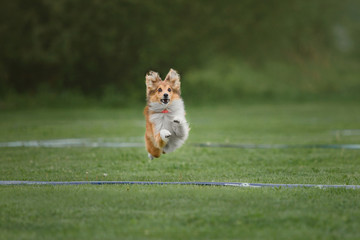 Shetland sheepdog catches a flying disc