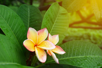 beautiful frangipani perfume flower with water rain drop on petal in rainy morning day