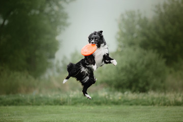 Border collie dog catches a flying disc © OlgaOvcharenko
