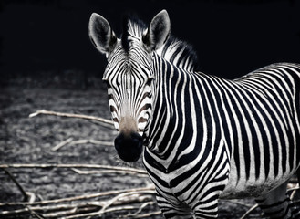 Fototapeta na wymiar Beautiful african zebra. Creative artwork of African wildlife. Exotic image of african safari & wild animals during travel to Africa. Amazing unique photo of plains zebra. Stylish vintage design