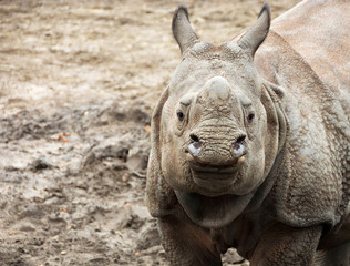 Beautiful Indian One Horned Rhinoceros. Curious & happy young rhino. Wildlife of India. Close up photo. Amazing portrait of a cute cub. Wild animals in National Parks of India. Wonderful rhino © Nataly Reinch