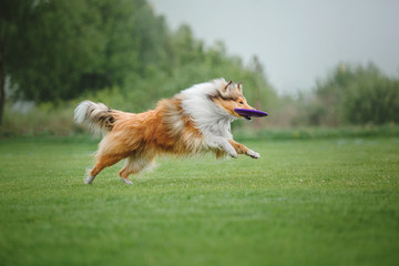 Collie dog catches a flying disc