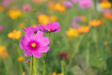 Pink and yellow cosmos flower field background.Beautiful cosmos flower natural garden in countryside.Flower field in summer concept.