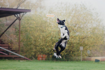 Border collie dog catches a flying disc