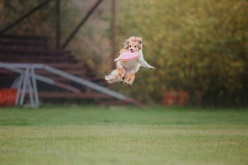 Shetland sheepdog catches a flying disc
