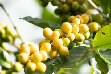 Coffee bean in coffee tree plantation.Fresh green and red berry of coffee in organic farm.