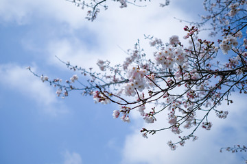 北本の桜