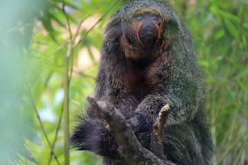 Saki monkey