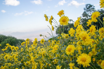 Chrysanthemums flower sometimes called mums or chrysanths.In chiang rai north province of thailand chrysanthemums plantation for Crysanthemum tea