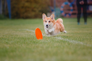 Dog catches a flying disc