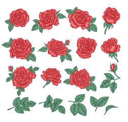 Collection of red roses. Rose flowers, leaves and buds isolated on white background. Hand drawn vector illustration. Floral design elements.