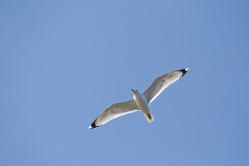 common gull flying in a blue sky
