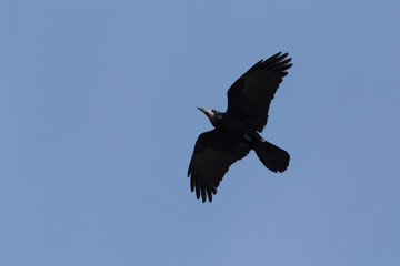 close up of rook flying in a blue sky