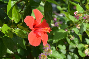 Mallorca Hibiskus © Sandra