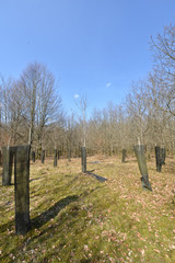 Fototapeta premium bois foret arbre environnement planète climat hetre