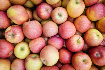 Red and yellow apples background. Fresh apples variety grown in the shop. Apple suitable for juice, strudel, apple puree, compote