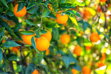 Orange garden in sunlight with rape orange fruits on the sunny trees and fresh green leaves. Mediterranean natural agricultural background - 259086411