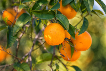 Orange garden in sunlight with rape orange fruits on the sunny trees and fresh green leaves. Mediterranean natural agricultural background