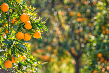 Orange garden in sunlight with rape orange fruits on the sunny trees and fresh green leaves. Mediterranean natural agricultural background