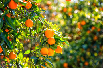 Orange garden in sunlight with rape orange fruits on the sunny trees and fresh green leaves....