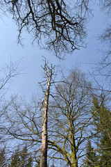 bois foret arbre environnement planète climat