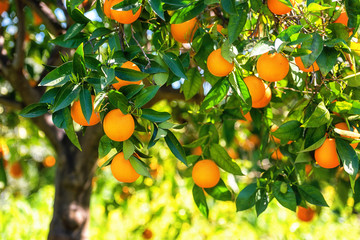 Orange garden in sunlight with rape orange fruits on the sunny trees and fresh green leaves. Mediterranean natural agricultural background