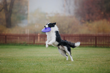 Border collie dog catches a flying disc